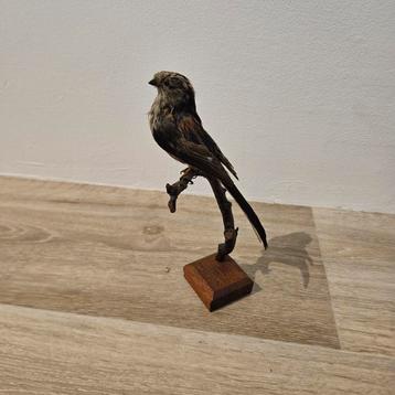 Opgezette staartmees opgezet taxidermie taxidermy  beschikbaar voor biedingen