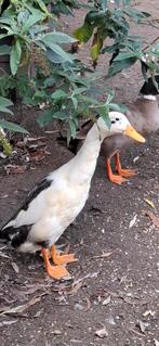 Loopeend woerd, Dieren en Toebehoren, Mannelijk, Eend