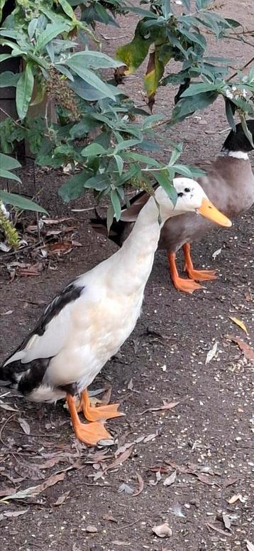 Loopeend woerd beschikbaar voor biedingen