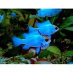 Microgeophagus ramerezi electric blue, Dieren en Toebehoren, Vissen | Aquariumvissen, Vis