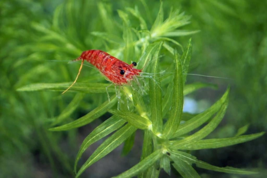 Red Cherry Neocaridina Garnalen, Ophalen, Nieuw, Overige typen