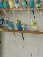 30 grasparkieten ., Dieren en Toebehoren, Vogels | Parkieten en Papegaaien, Meerdere dieren, Parkiet