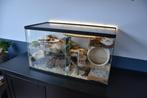 Gerbilarium / gerbil terrarium met schuifruiten, Minder dan 60 cm, Ophalen of Verzenden, Hok, Minder dan 75 cm