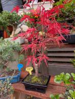 Acer Japanse Esdoorn bonsai, Tuin en Terras, Planten | Bomen, Bloeit niet, Halfschaduw, Minder dan 100 cm, Overige soorten