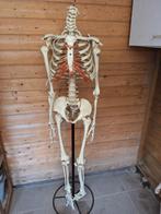 Menselijk Skelet Anatomie Model, Diversen, Schoolbenodigdheden, Ophalen of Verzenden