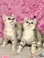 Lieve Britse Korthaar Kittens Poesjes, Dieren en Toebehoren, Katten en Kittens | Raskatten | Korthaar, Meerdere dieren, Ontwormd