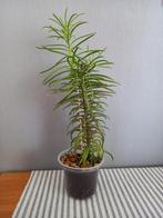 Peperomia Ferreyrae, Ophalen, Vetplant, Halfschaduw, In pot