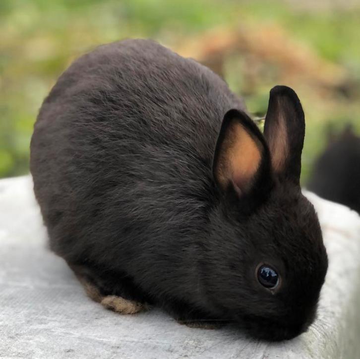 Leuke konijntjes zoeken een huisje, Dieren en Toebehoren, Konijnen, Middelgroot, Meerdere dieren, 0 tot 2 jaar