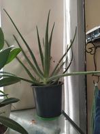 Aloe Vera, Ophalen, Overige soorten, Halfschaduw, In pot