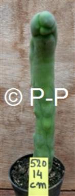 Unieke Penis-Cactussen: kort, lang, dun, dik, monstervormen, Cactus, In pot, Volle zon, 200 cm of meer