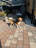 Beagle puppy 6 maanden oud, Dieren en Toebehoren, Beagle, 15 weken tot 1 jaar, Reu, Eén hond