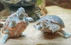 Aquarium met 2 muskusschildpadden en accessoires, Dieren en Toebehoren, Reptielen en Amfibieën, Schildpad, Met terrarium, 0 tot 2 jaar