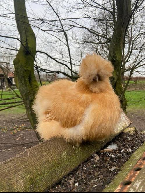 Usa zijdehoender broedeieren te koop, Dieren en Toebehoren, Pluimvee, Kip, Geslacht onbekend
