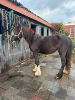 Te koop super leuke tinker merrie, Dieren en Toebehoren, Pony's, Merrie, B, C pony (1.27m tot 1.37m), Gechipt