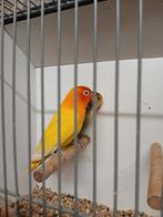 Agapornis  personatas rosecollis  fischeri, Dieren en Toebehoren, Meerdere dieren, Dwergpapegaai of Agapornis, Geringd