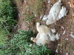Amerikaanse zijdehoen 3x hen. 1x haan 2 kuikens, Dieren en Toebehoren, Pluimvee, Meerdere dieren, Kip
