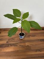 Brugmansia stekken geel, Ophalen, Zomer, Overige soorten, Volle zon