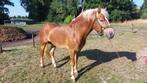 te koop 3-jarige haflinger, Dieren en Toebehoren, Pony's, E pony (1.48m - 1.57m), Niet van toepassing, Hengst, 3 tot 6 jaar