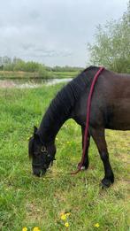 Verzorger gezocht!, Merrie, Minder dan 160 cm, Recreatiepaard, 11 jaar of ouder