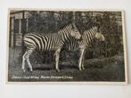Emmen Zebra's Dierentuin, Ophalen of Verzenden, 1920 tot 1940, Ongelopen, Drenthe
