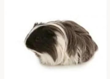 Cavia Sheltie zeug of beer  beschikbaar voor biedingen