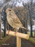 Bastaard europese kanarie x geelagaat mozaiek kanarie, Dieren en Toebehoren, Mannelijk, Wildzangvogel