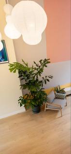 Vissenstaartpalm (Caryota mitis) 230 cm, Huis en Inrichting, Kamerplanten, Ophalen, 200 cm of meer, Palm, Halfschaduw