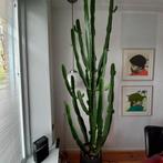 Grote Cactus, Huis en Inrichting, Kamerplanten, Cactus, In pot, Volle zon, 200 cm of meer
