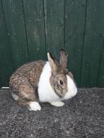 Hollander voedster, Dieren en Toebehoren, Konijnen, Vrouwelijk