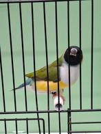 Diversen gouldamadines, Meerdere dieren