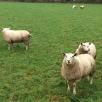Ooilammeren schapen ooien, Vrouwelijk, Schaap