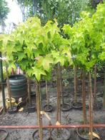 Liquidambar srtyrac. . Gum Ball 120 /150 cm in pot, Tuin en Terras, Planten | Bomen, Bloeit niet, 100 tot 250 cm, Ophalen, Volle zon