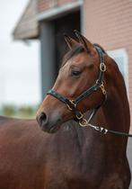 Knappe 3 jarige ruin, Dieren en Toebehoren, Paarden, Gechipt, Ruin, Dressuurpaard, 3 tot 6 jaar