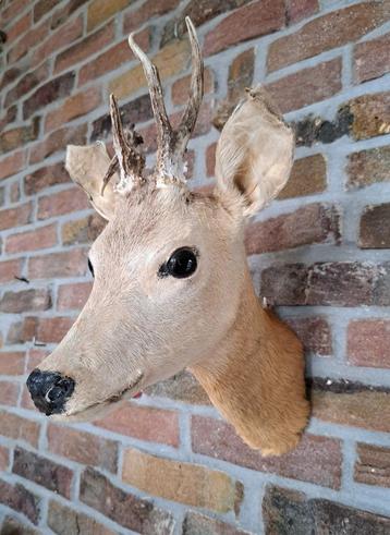 Opgezette kop ree hert gewei reeënkop taxidermie hertenkop beschikbaar voor biedingen