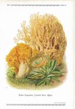 Antieke prenten van paddenstoelen uit 1913, Natuur, Gebruikt, Ophalen of Verzenden, Voor 1940