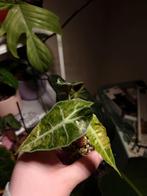 Alocasia Polly Splash, Huis en Inrichting, Ophalen of Verzenden, Overige soorten, Minder dan 100 cm