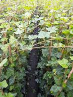 Hedera hibernica klimop 180/+ cm, Ophalen, Overige soorten, Haag, 100 tot 250 cm