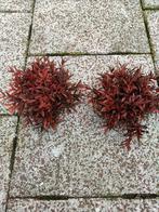Aquarium planten, Ophalen of Verzenden, Gebruikt, Plant(en), Steen of Hout