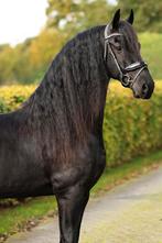 Talentvolle friese ruin, Ruin, Dressuurpaard, 3 tot 6 jaar