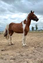 Bereden en betuigde 10 jarige ruin, Dieren en Toebehoren, Paarden, Ruin, Recreatiepaard
