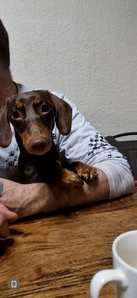 Choco and tan dekreu., Dieren en Toebehoren, Honden | Teckels en Dashonden, Reu, Korthaar, Dwerg, Particulier, Eén hond, Nederland