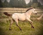 Paradise Sir Lux: Connemara hengstveulen voor sport en gezin, Dieren en Toebehoren, Pony's, Gechipt, 0 tot 2 jaar, Hengst, Onbeleerd