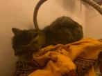 Heel mooie Siberische roofkat straatkat poes, 0 tot 2 jaar