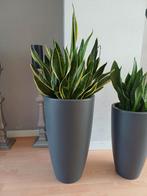Sansevieria groot, Huis en Inrichting, Kamerplanten, Ophalen, Overige soorten, Halfschaduw, In pot
