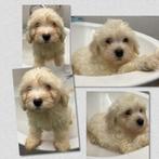 Twee lieve poedelpuppy’s te koop – reutjes, Dieren en Toebehoren, Honden | Chihuahua's en Gezelschapshonden, Poedel, Reu, 8 tot 15 weken