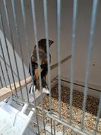 Appelvink man van 25, Dieren en Toebehoren, Mannelijk, Tropenvogel