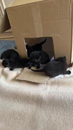 Schattige lieve speelse kittens zoeken een nieuw baasje, Dieren en Toebehoren, Katten en Kittens | Raskatten | Korthaar, Meerdere dieren