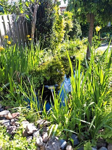 Tuin vijver . Vijver moerasplanten  problemen met vijver  beschikbaar voor biedingen
