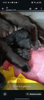 Kittens, Dieren en Toebehoren