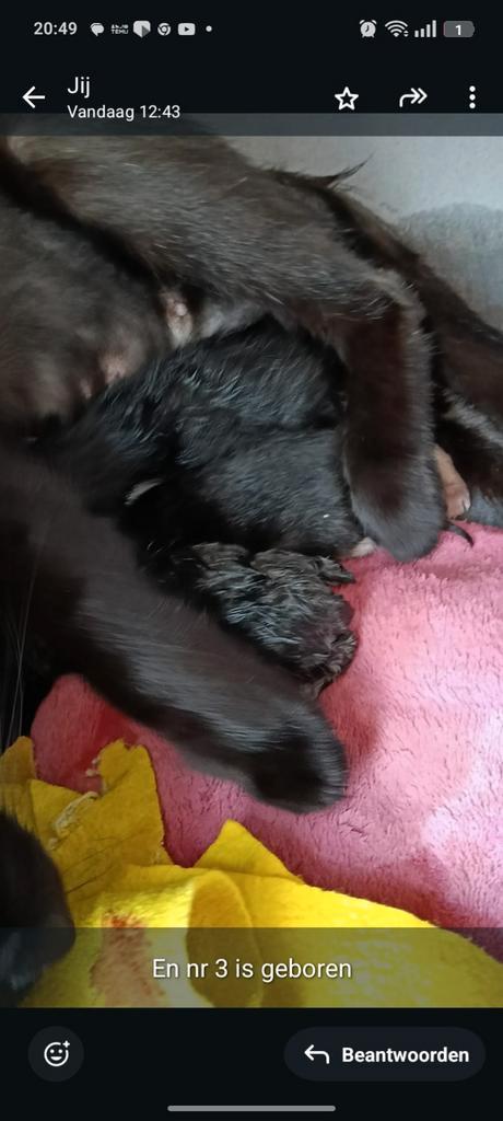 Kittens, Dieren en Toebehoren, Katten en Kittens | Overige Katten